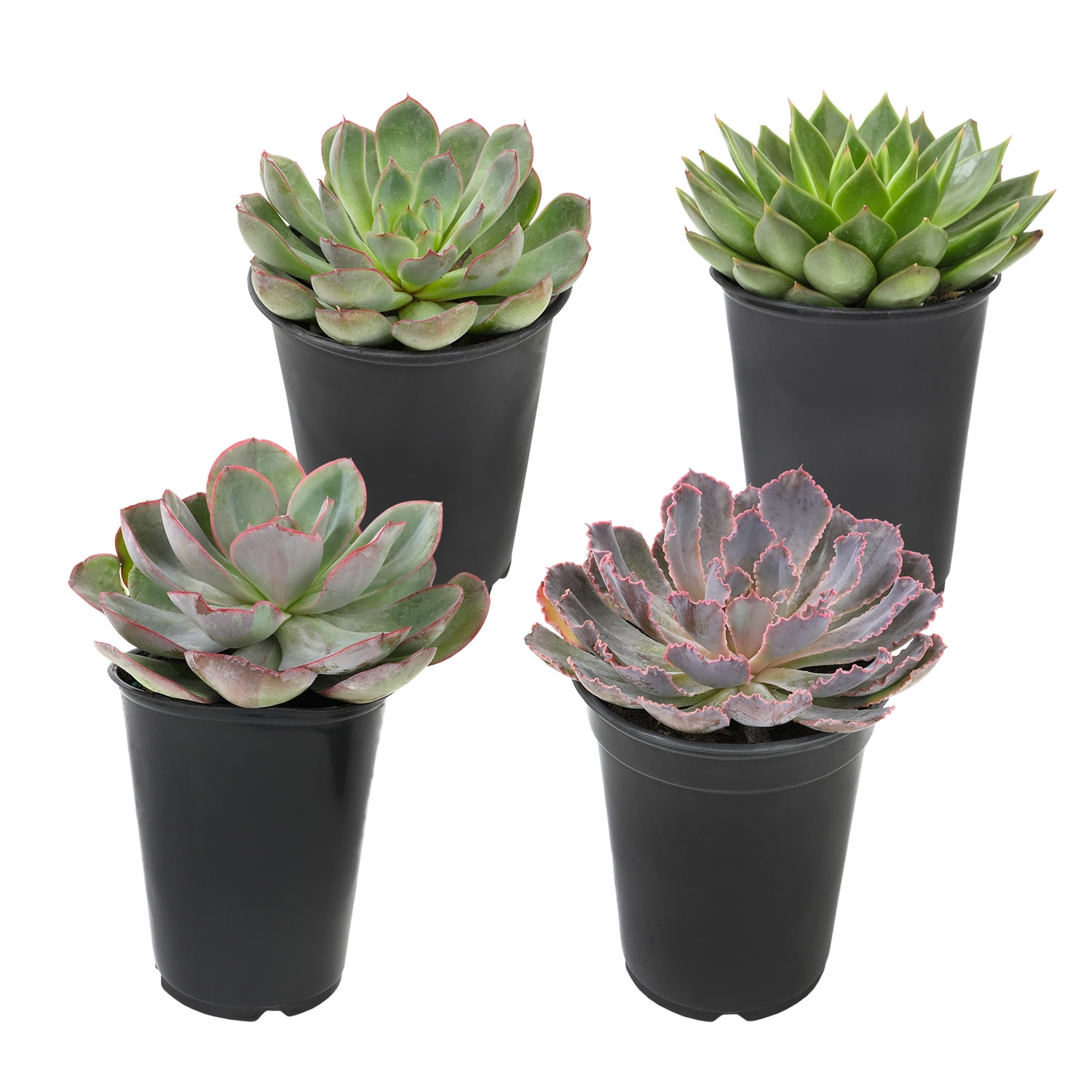 Large Assorted Echeveria Succulent 4-Pack in Black Pots