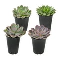 thumbnail image 1 of Element by Altman Plants Echeveria Succulents 4-Pack - Pet Friendly Plants - Full Sun - 1-Quart Pots, 1 of 11