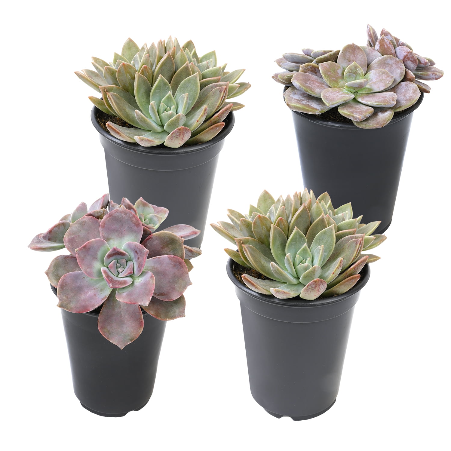 Element by Altman Plants Ghost Succulents Easy Plant 4-Pack; 1qt. Grower Pots; Full Sun