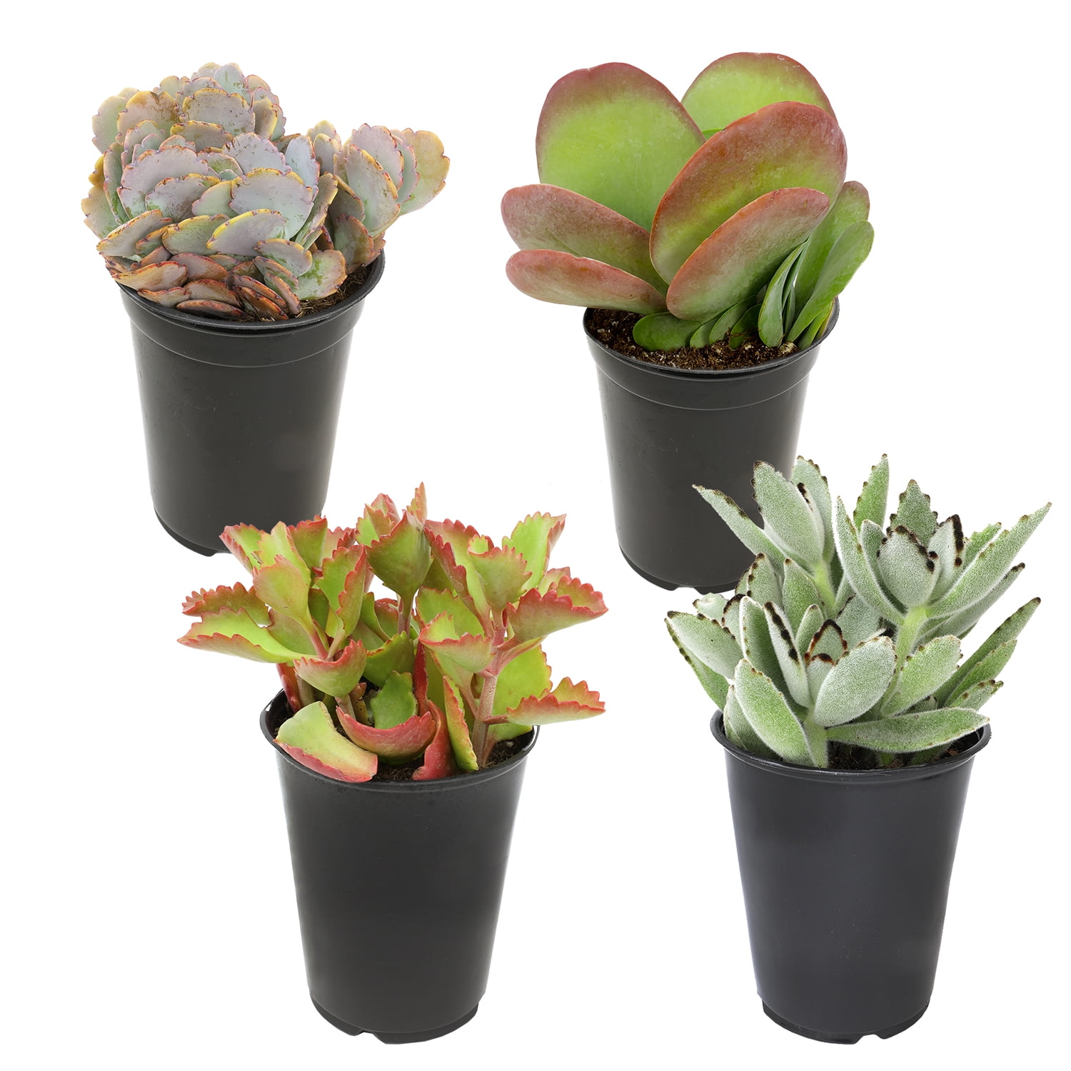 Altman Plants 4-Pack Kalanchoe in 1.64-Pint Pot | 0872636