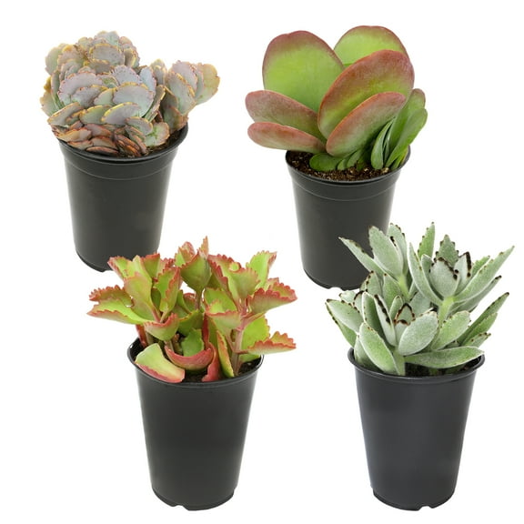 Element by Altman Plants Kalanchoe Succulent Easy Plant 4-Pack; 1qt. Grower Pots; Full Sun