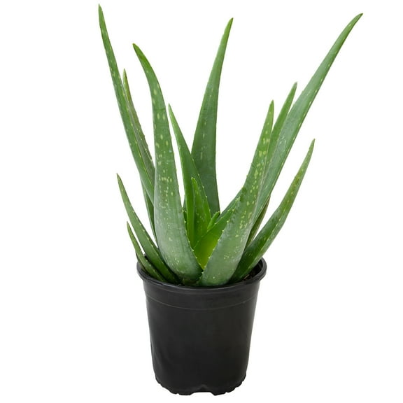 Altman Plants 20" Live Aloe Vera Plant in 1 Gal. Grower Pot Easy Care Large Succulent