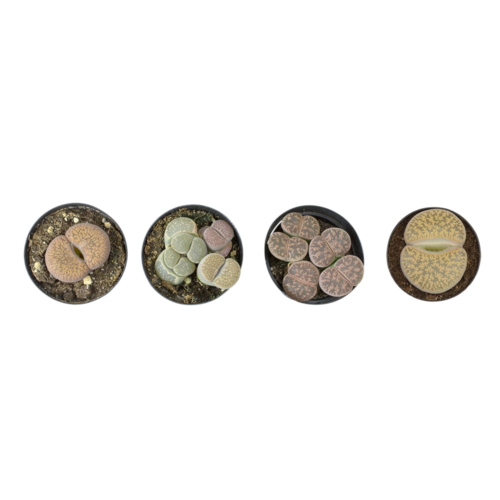 Assorted Live Lithops Succulent Plants in Nursery Pots