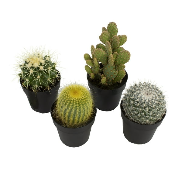 Element by Altman Plants Live Cactus Plants 4-Pack - Succulent Plants, Full Sun - 2.5-Inch Pots