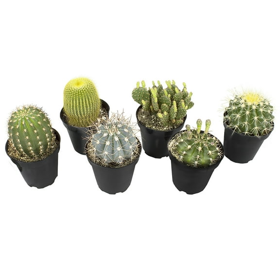 Element by Altman Plants Live Cactus Plants 6-Pack - Succulent Plants - Full Sun - 3.5-Inch Pots