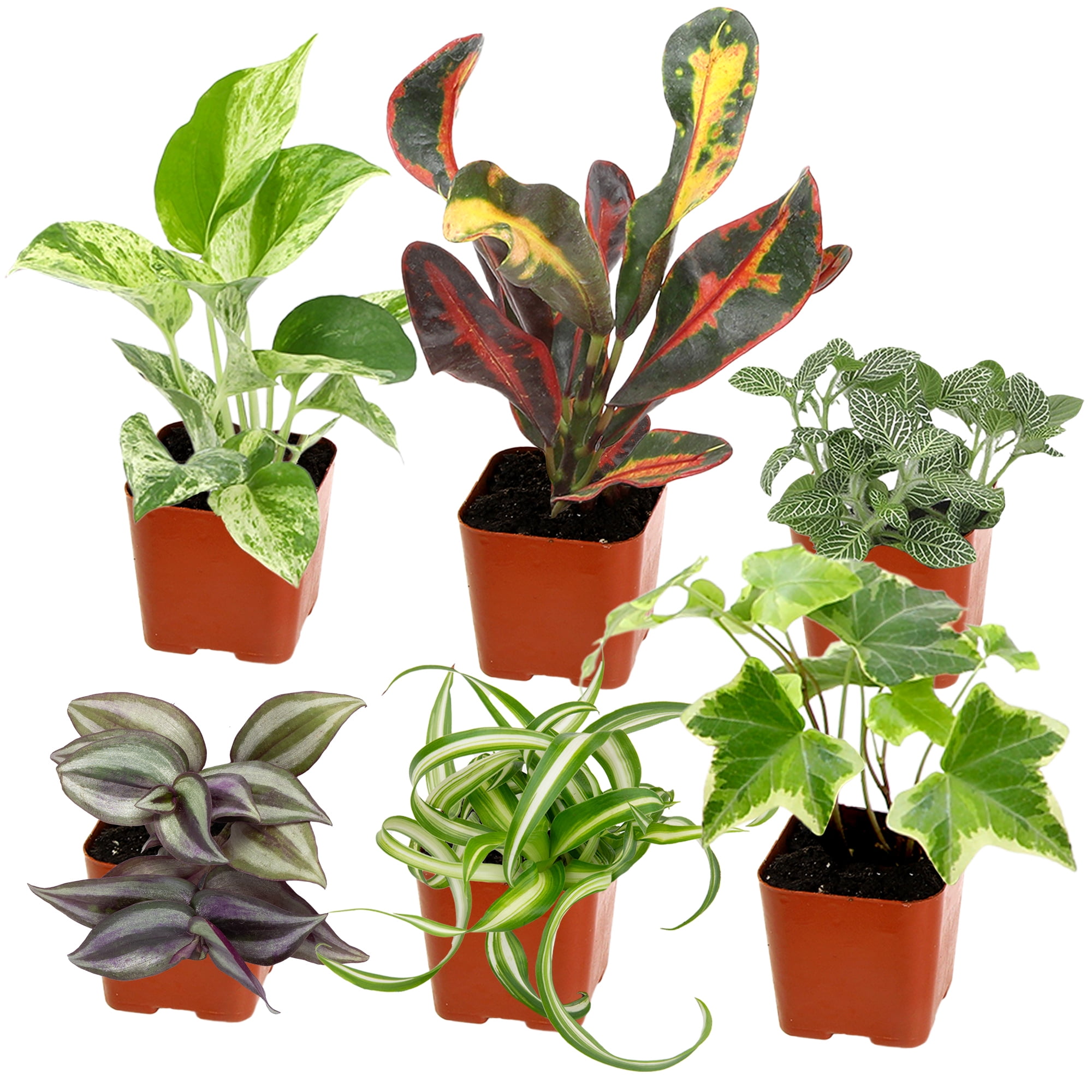 Assorted Foliage in Black Plastic Pots, 6-Pack