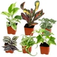thumbnail image 1 of Element by Altman Plants Miniature Live House Plants (6PK), Air Purifying Live Plants, 2" Pots, 1 of 10