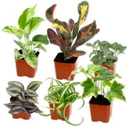 Element by Altman Plants Miniature Live House Plants (6PK), Air Purifying Live Plants, 2" Pots