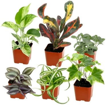Element by Altman Plants Miniature Live House Plants (6PK), Air Purifying Live Plants, 2" Pots