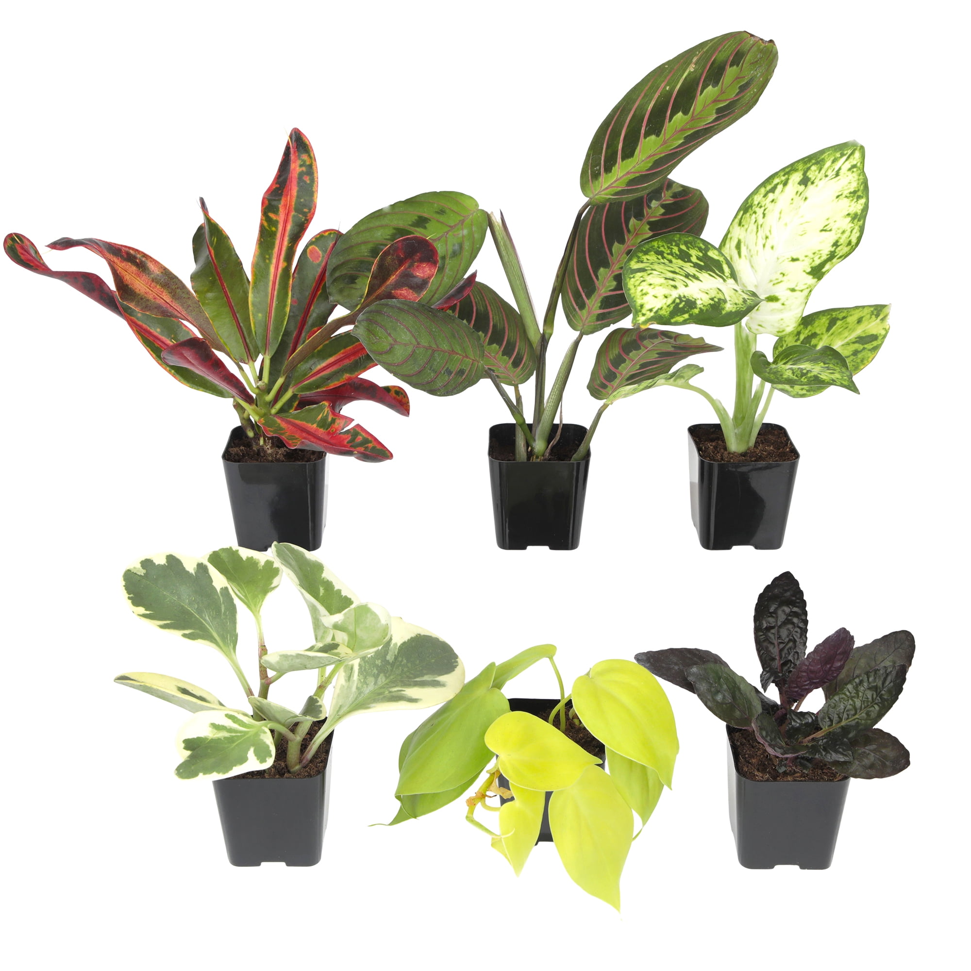 Altman Plants 2in Easy to Grow Live Houseplants (6 Pack)