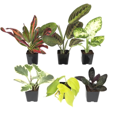 Element by Altman Plants Miniature Live House Plants (6PK), Air Purifying Live Plants, 2" Pots
