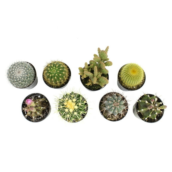 Element by Altman Plants Multicolor Cactus Plants 8-Pack - Live Plants - Full Sun - 2.5-Inch Pots