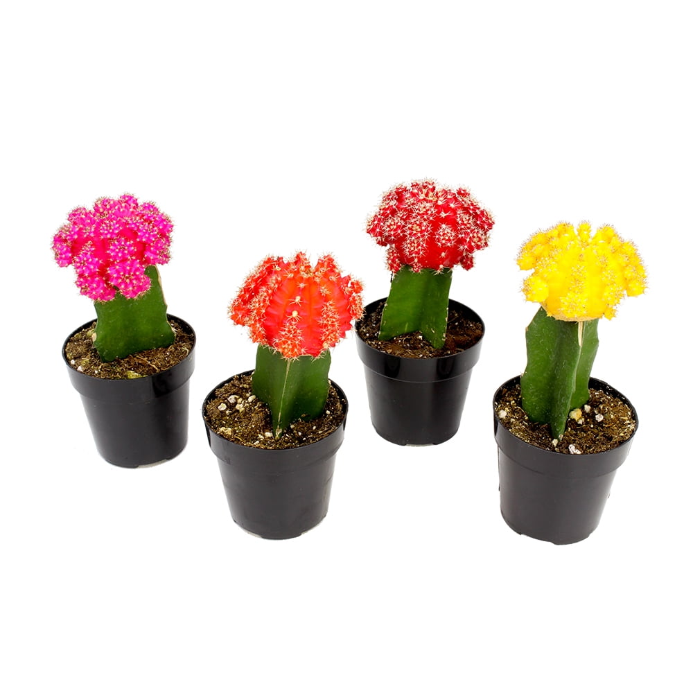 Multicolor Grafted Cactus Succulent Pack in Black Plastic Pots