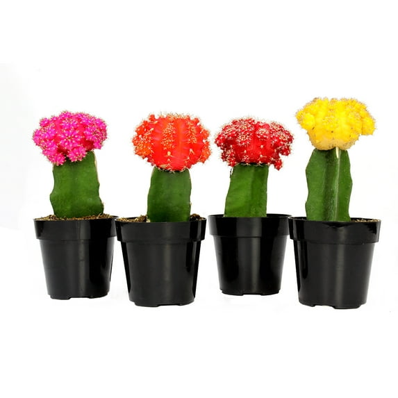 Element by Altman Plants Multicolor Grafted Cactus Succulent, Live Indoor House Plant with Grower Pots, 2.5 inch, Pack of 4