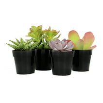 Element by Altman Plants Multicolor Succulent, Live Indoor House Plants with Grower Pots , 2.5 inch , Pack of 4 (Assorted)