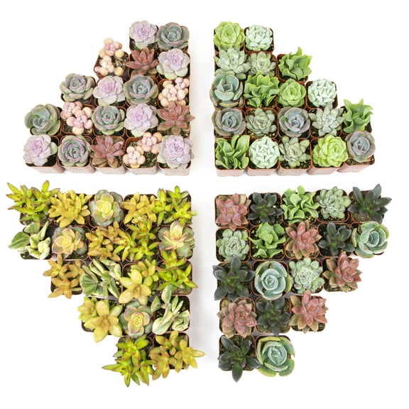 Element by Altman Plants Multicolor Succulent, Live Indoor House Plants with Grower Pots, 2 inch, Pack of 64