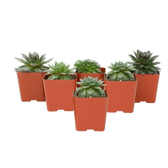 Element by Altman Plants Pet Safe Live Succulent Plants (5 + 1 Free Plant) - 2 in. Pots