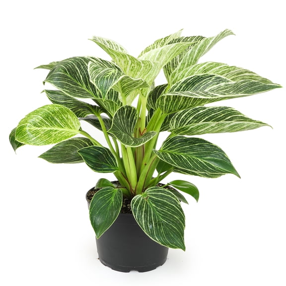 Element by Altman Plants Philodendron Birkin; 6 in Grower Pot, Part Sun; Easy Houseplant