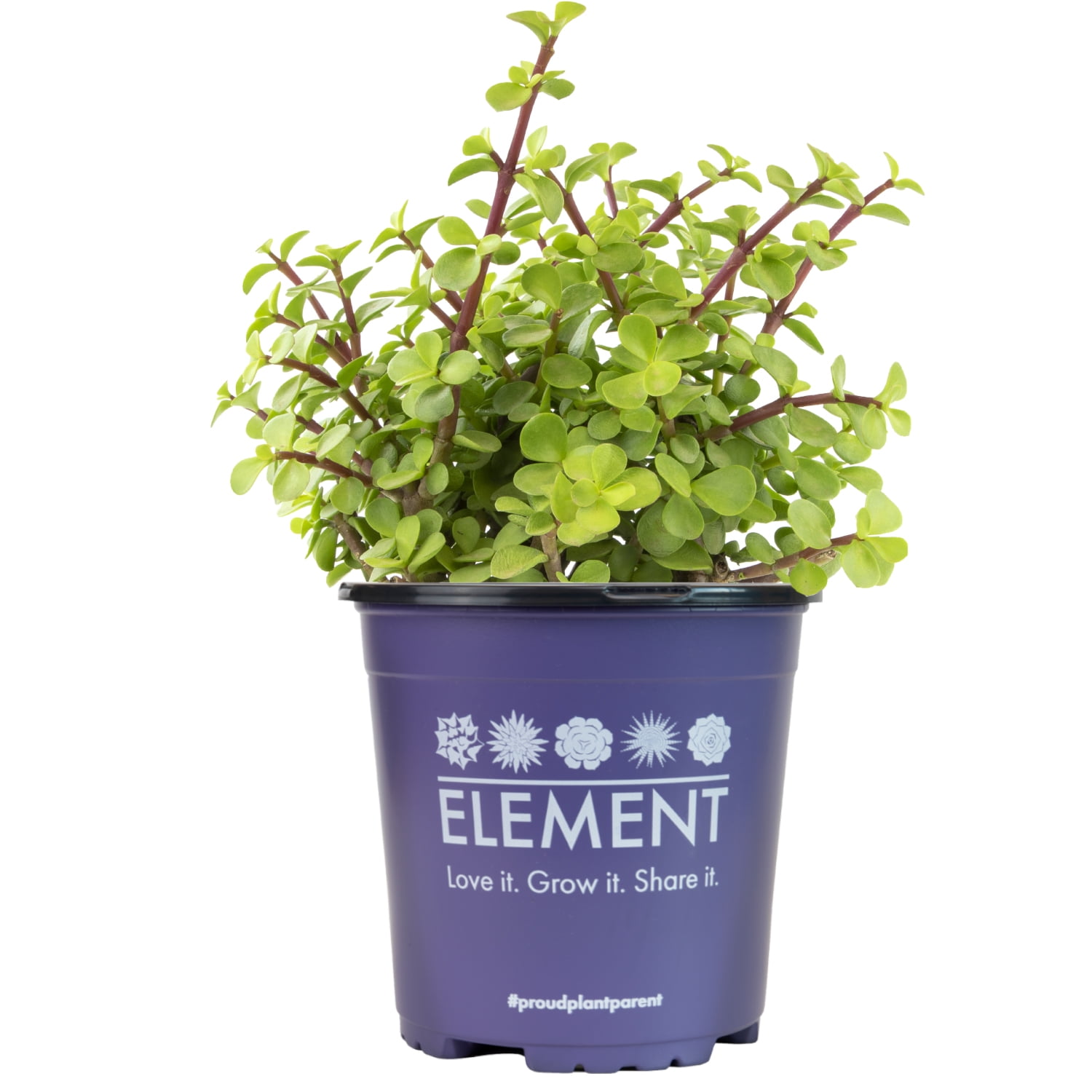 Element by Altman Plants Portulacaria Prostrata Easy Succulent; 1 gal Grower Pot; Full Sun