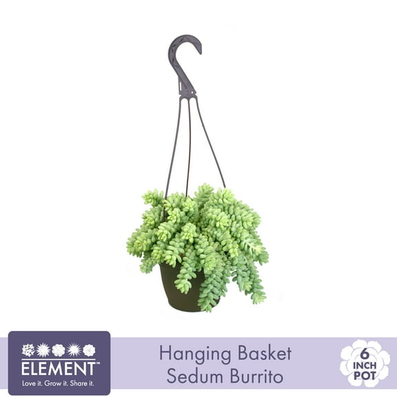Element by Altman Plants Sedum Burrito Succulent, Live Houseplant, 6 in Hanging Basket
