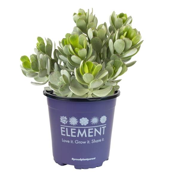 Element by Altman Plants Senecio Amanensis, Easy Succulent; 1 gal Grower Pot; Full Sun