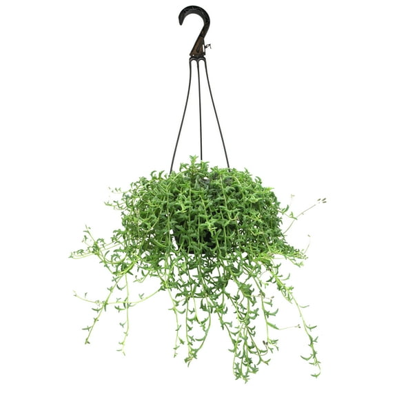 Element by Altman Plants String of Dolphins Succulent (Senecio Peregrinus) 6" Easy Live Plant Hanging Basket