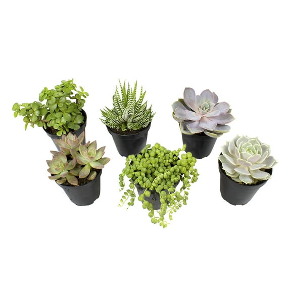 Element by Altman Plants Succulent Plants 6-Pack - Live Succulents Plants - Full Sun - 3.5-Inch Pots