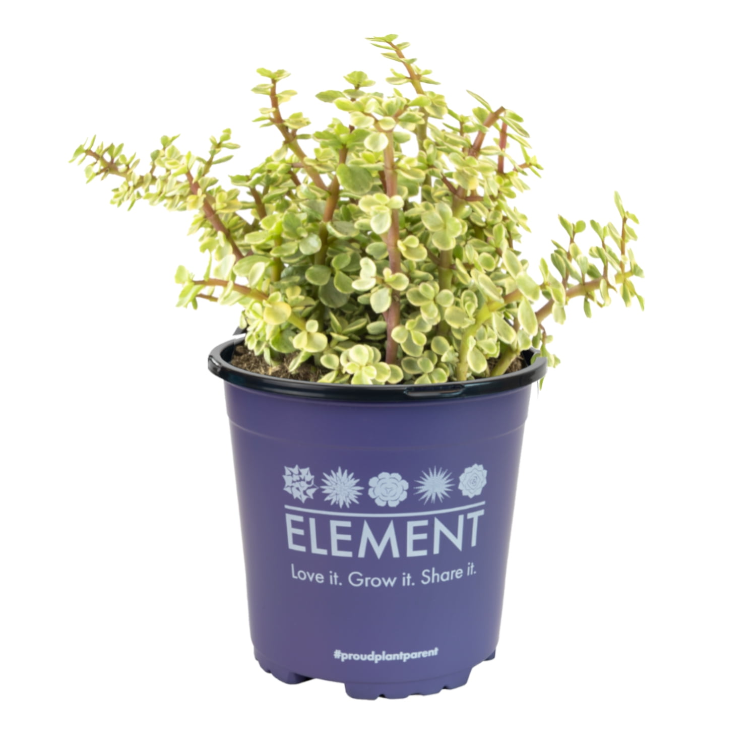 planting creeping thyme seeds Creeping Thyme seeds main image 1