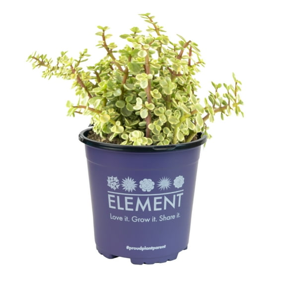 Element by Altman Plants Variegated Portulacaria Easy Succulent; 1 gal Grower; Full Sun