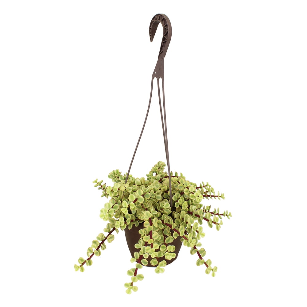 Element by Altman Plants Variegated Portulacaria Pet Safe Plant, 6" Live Succulent Hanging Basket