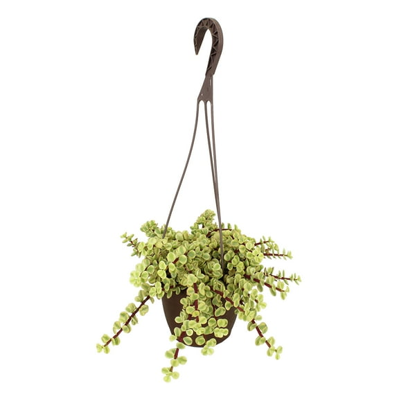 Element by Altman Plants Variegated Portulacaria Pet Safe Plant, 6" Live Succulent Hanging Basket