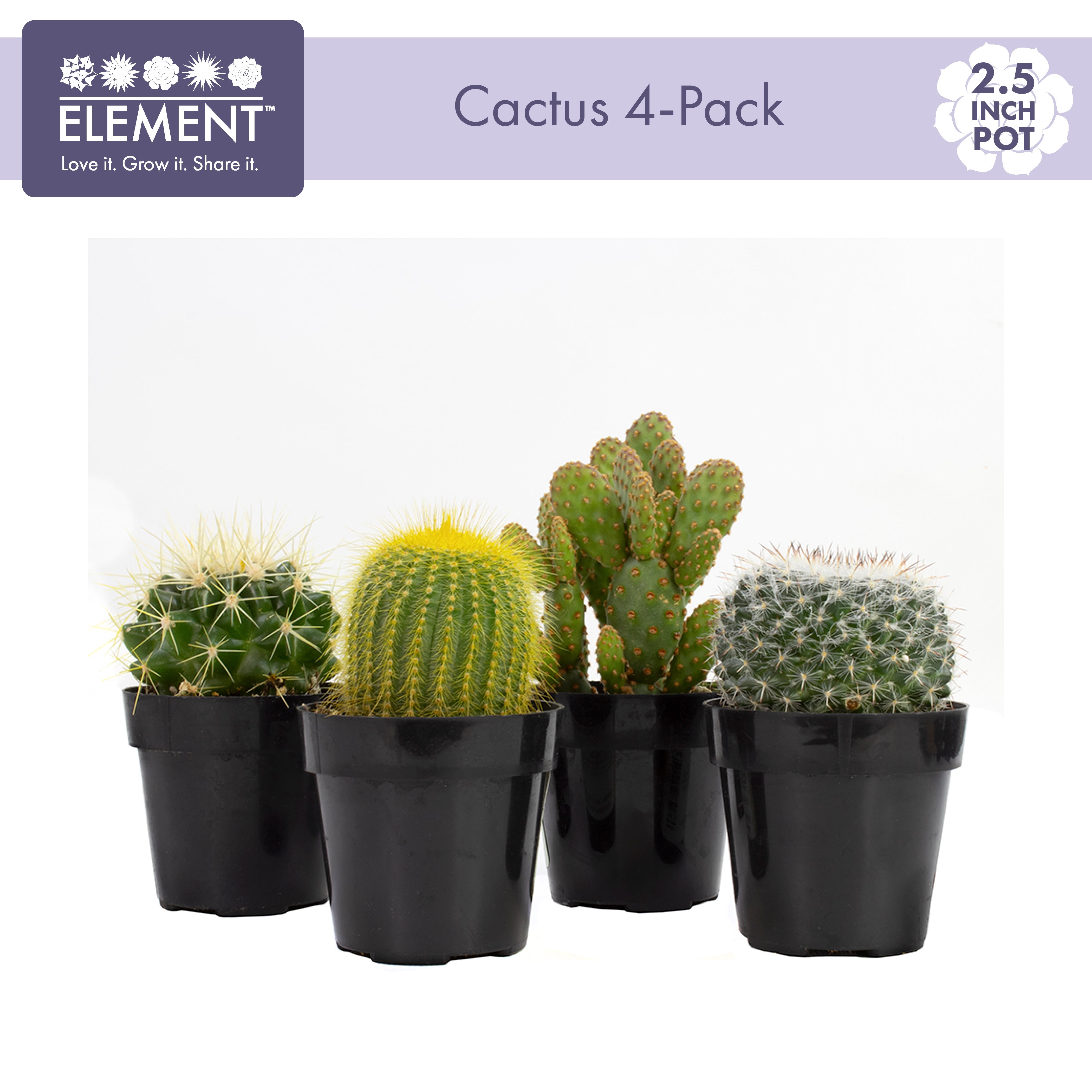 Cactus Tissue Paper (Pack of 6 Sheets)