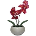 thumbnail image 1 of Elementals Moth Orchid Fuchsia Plant, 1 of 2