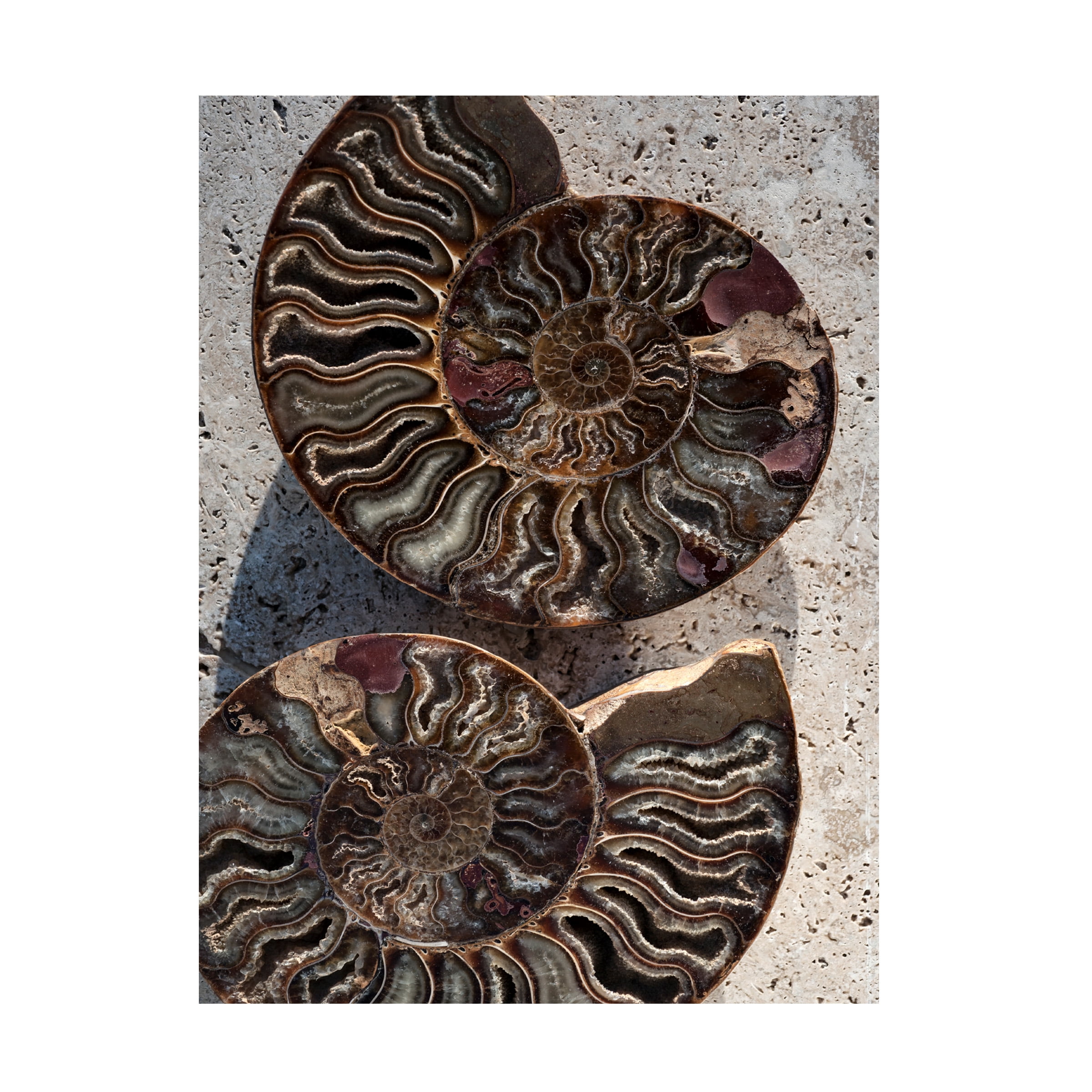 Elena Ray 'Gifts Of The Shore XIII' Canvas Art