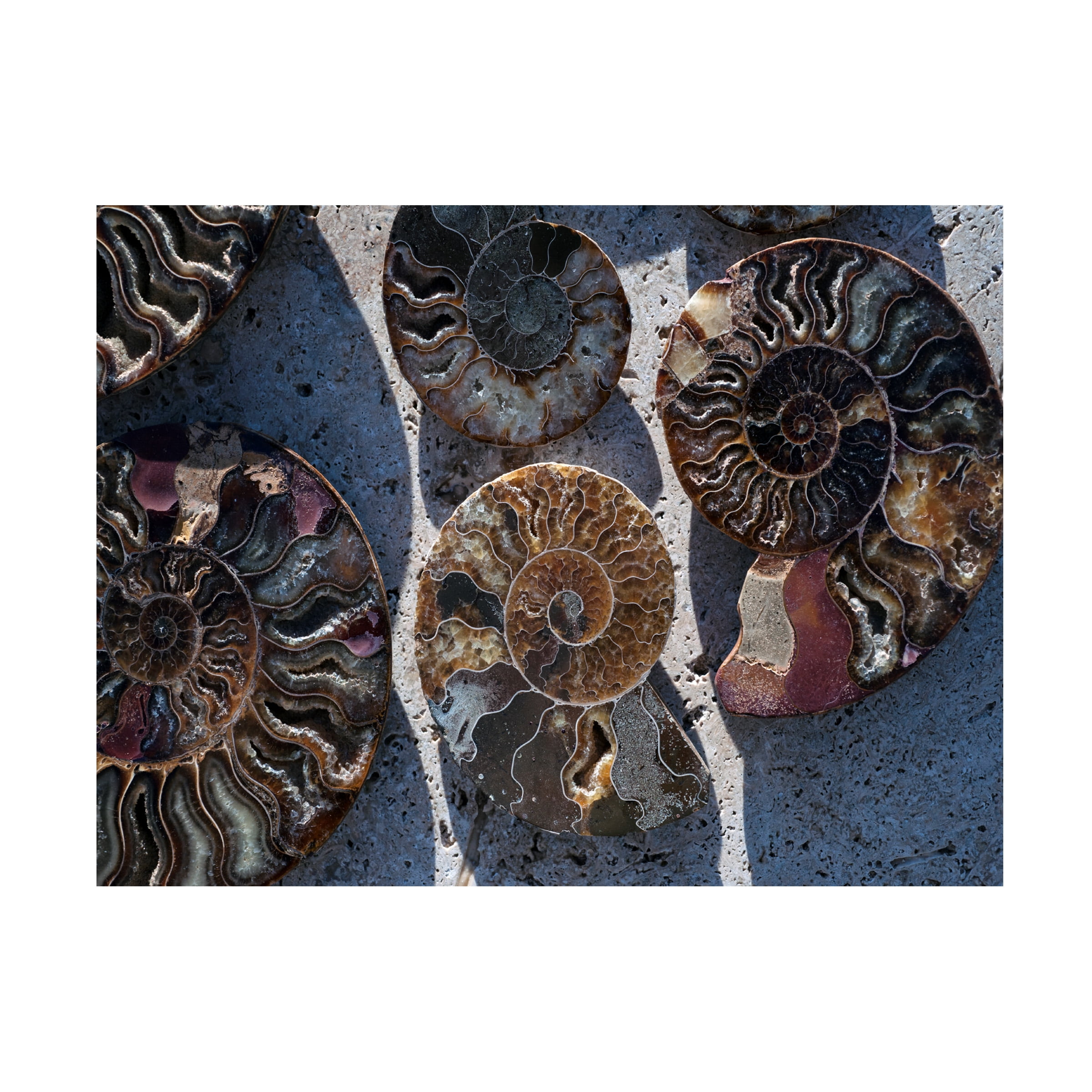 Elena Ray 'Gifts Of The Shore XV' Canvas Art