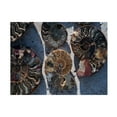 thumbnail image 1 of Elena Ray 'Gifts Of The Shore XV' Canvas Art, 1 of 3