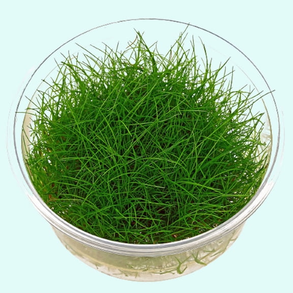 Eleocharis acicularis Dwarf Hair Grass Tissue Culture