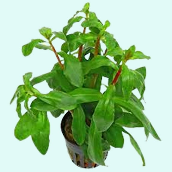 Ammania Senegalensis (In 2 Inch Pot)