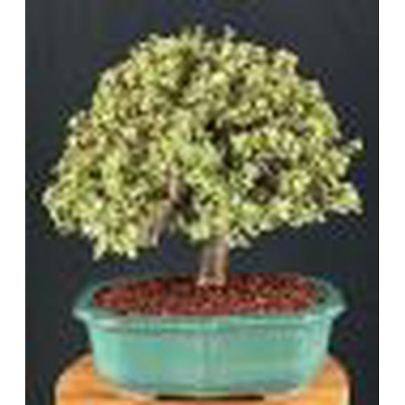 Elephant Bush Bonsai Tree, Mature Succulent Indoor Bonsai Plant with Rounded Leaves, Live Potted Bonsai, 19 Inch Tall No Humidity Drip Tray