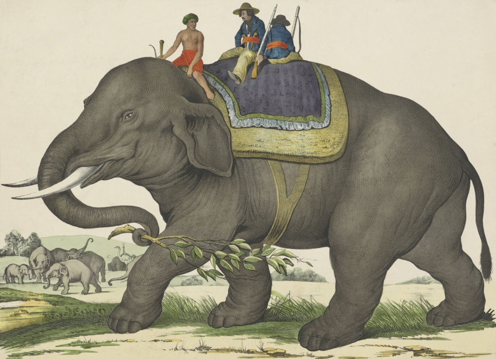 Elephant Canvas Art - (24 x 18)