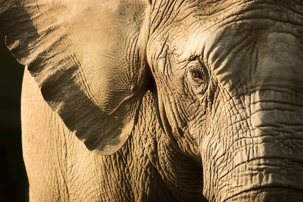 Elephant Canvas Art - Chris and Kate Knorr Design Pics (36 x 24)