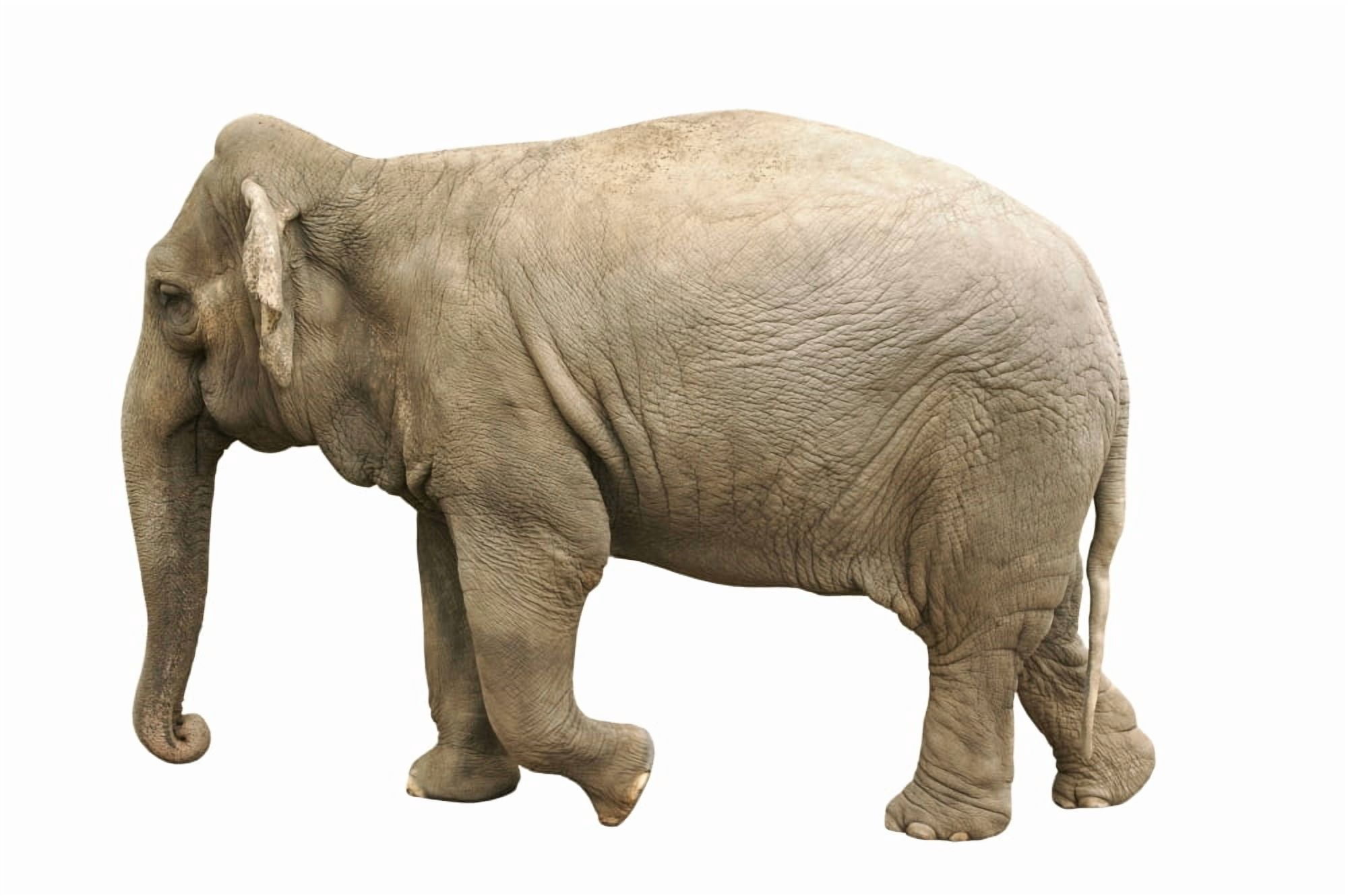 Elephant Canvas Art - Don Hammond  Design Pics (34 x 22)