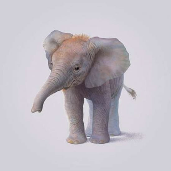 Elephant Canvas Art - John Butler (24 x 24)