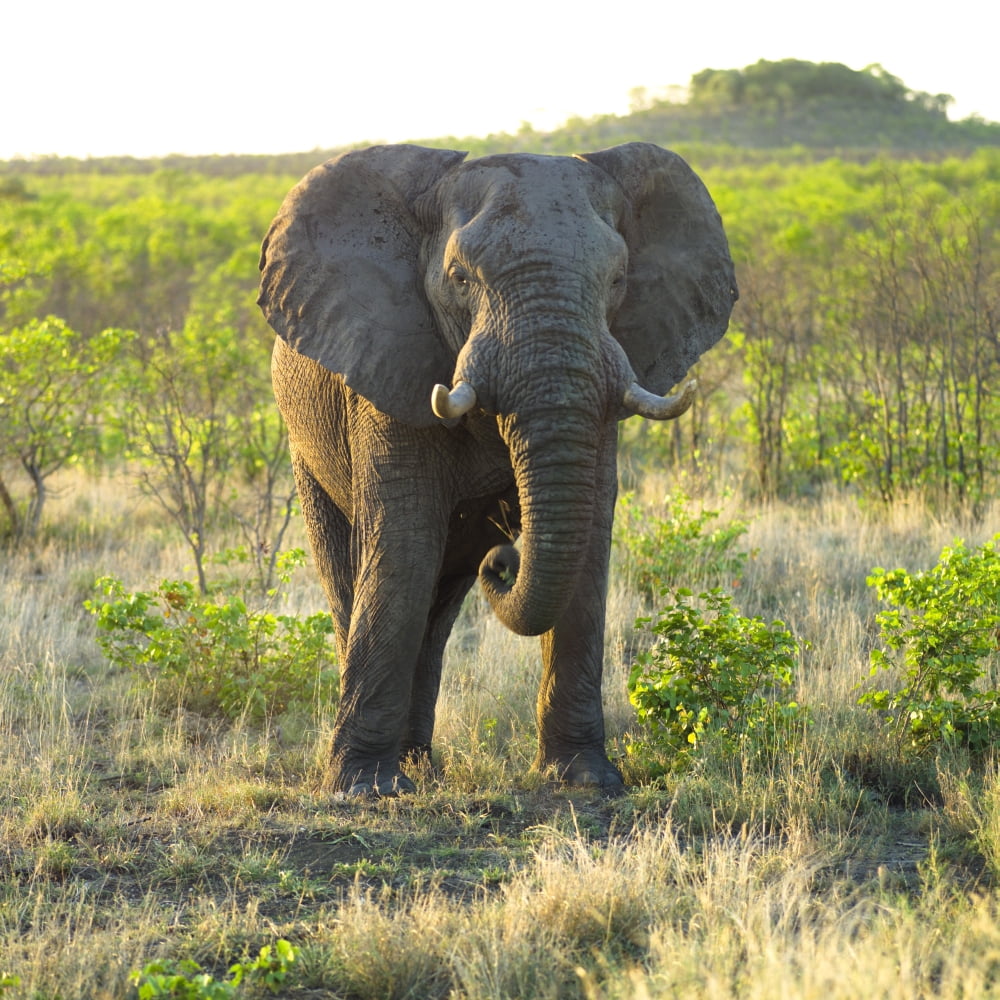 Elephant Canvas Art - Keith Levit Design Pics (15 x 15)