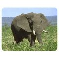 thumbnail image 1 of Elephant Coasters, 1 of 1