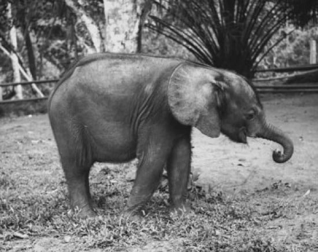 Elephant Cote DIvoire Canvas Art - (24 x 36)