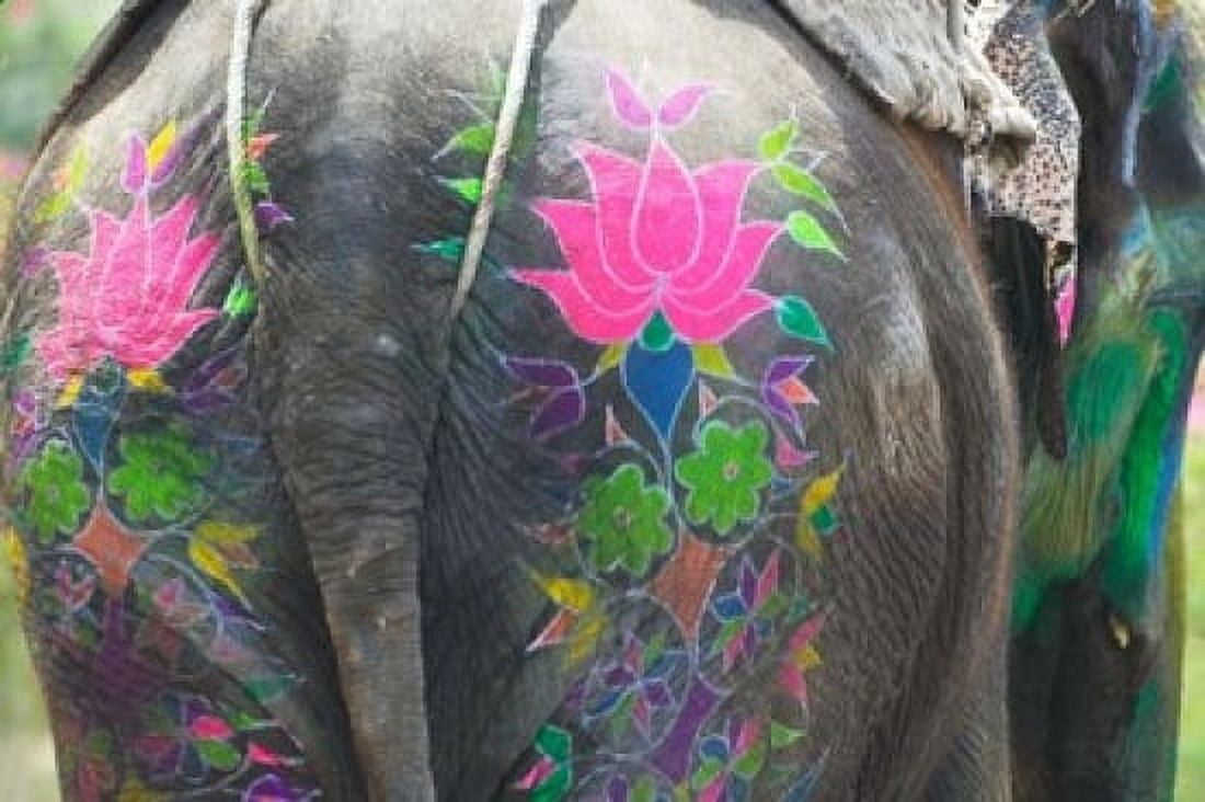 Elephant Decorated with Colorful Painting at Elephant Festival Jaipur Rajasthan India Canvas Art - Keren Su DanitaDelimont (26 x 17)