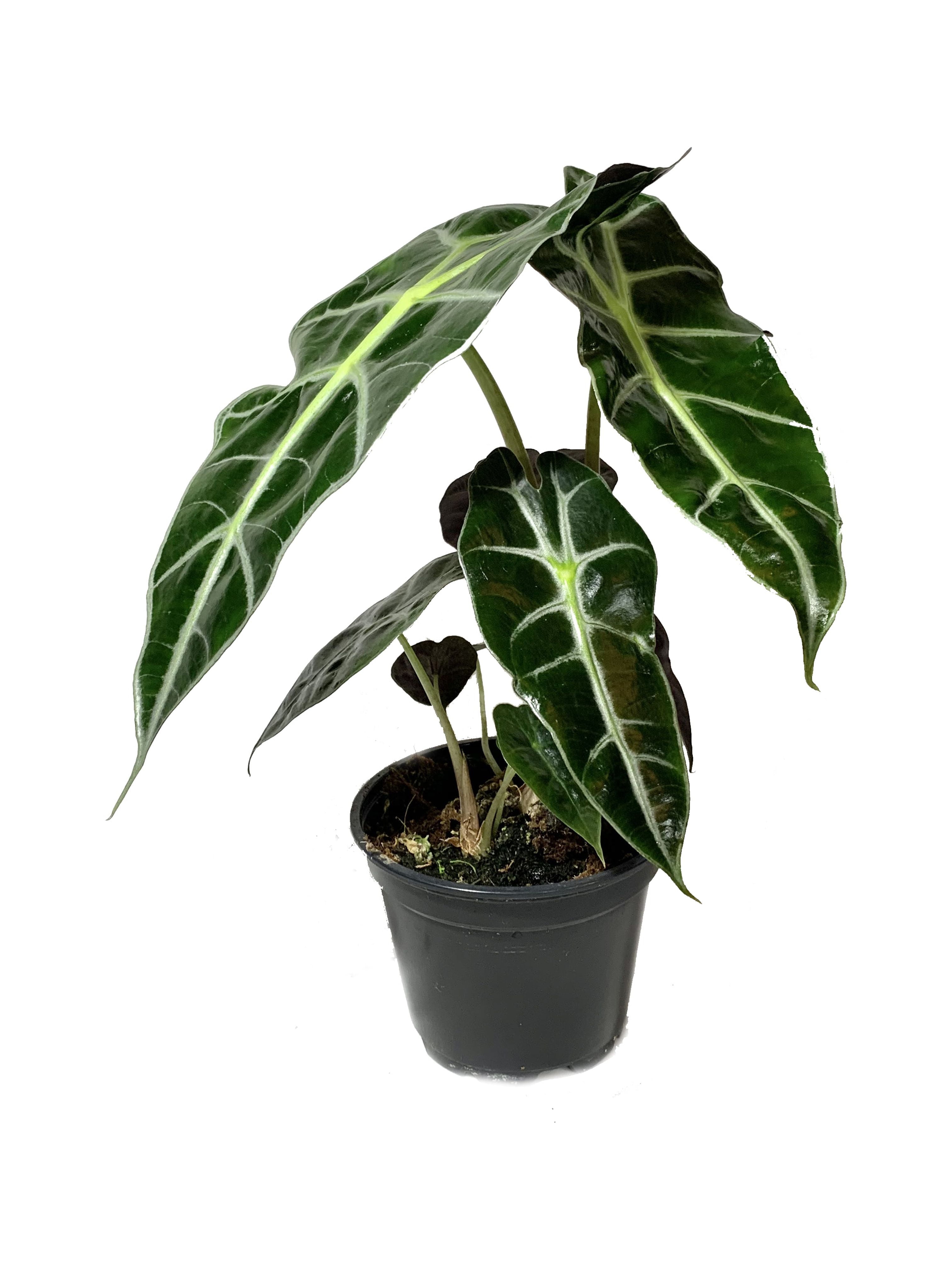 Elephant Ear African Mask Dwarf Alocasia Live Plant in a 4 inch Pot
