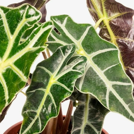 RedCrocus Elephant Ear Taro Alocasia- Tropical Plant with Large Heart-Shaped Leaves for Indoor & Outdoor Gardens 10" Pot