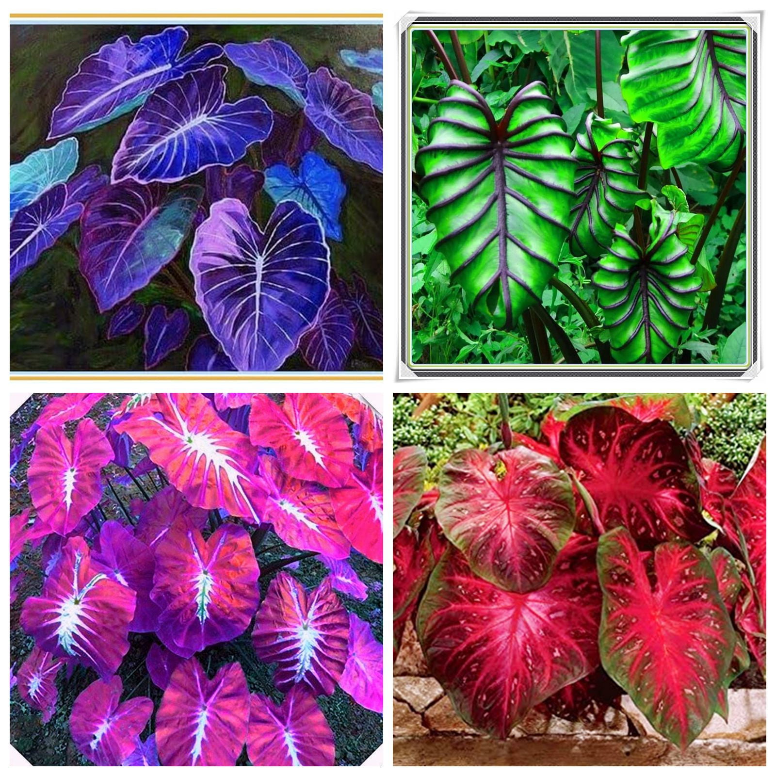 Elephant Ear Bulb, Elephant Ear Bulbs Giant, Long Blooming Period